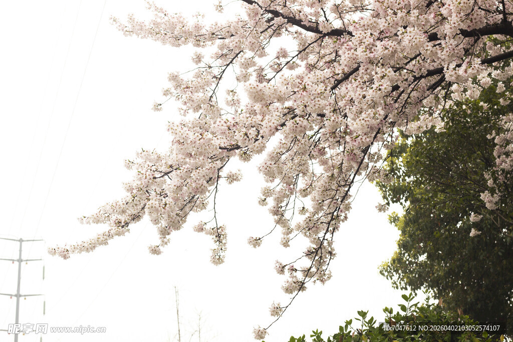 枝头绽放的烂漫樱花