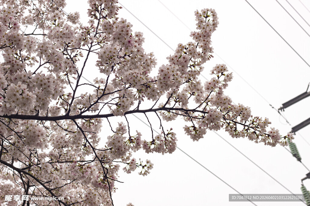 枝头绽放的粉嫩樱花