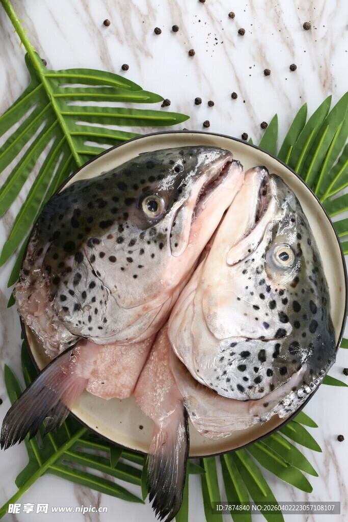 新鲜三文鱼鱼头食材摆拍