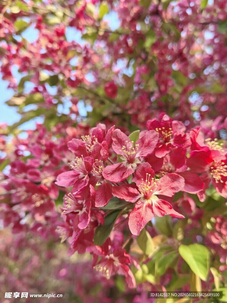 娇艳盛开的亚当海棠