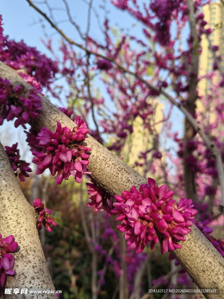 枝头绽放的艳丽紫荆花