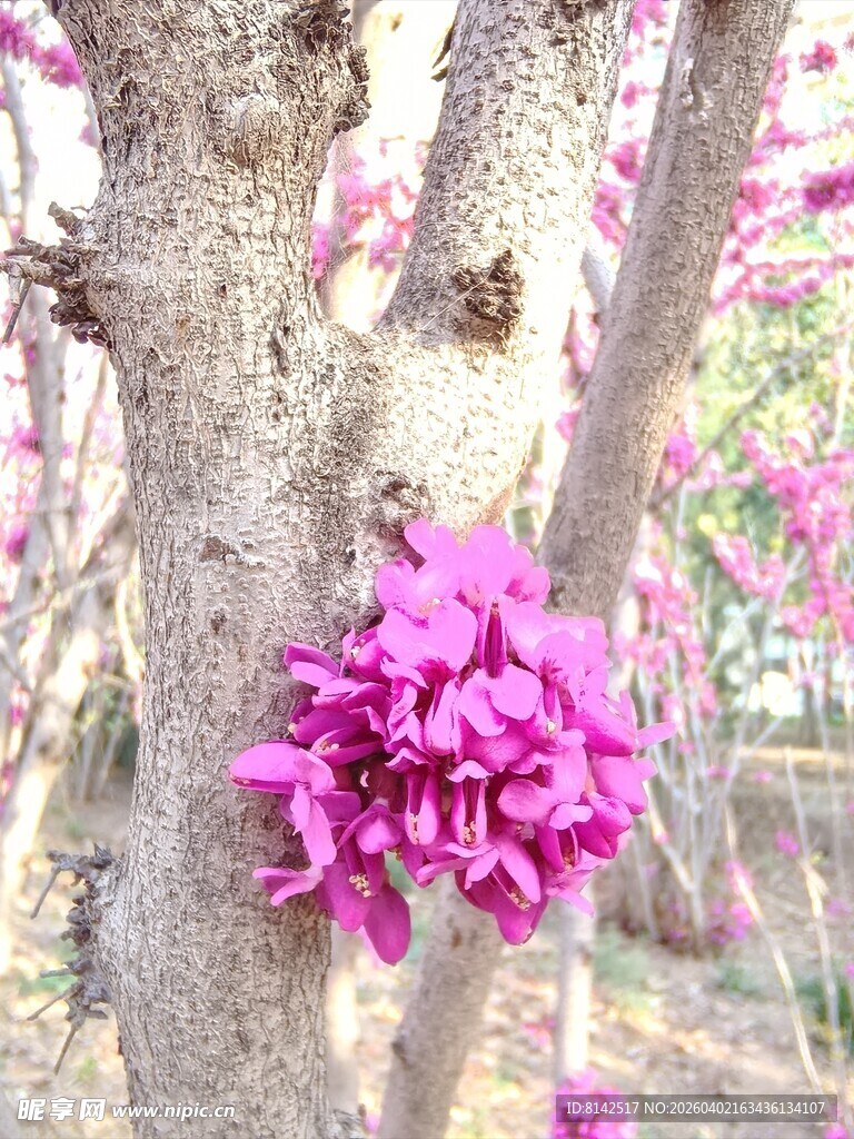 树干旁绽放的艳丽紫花