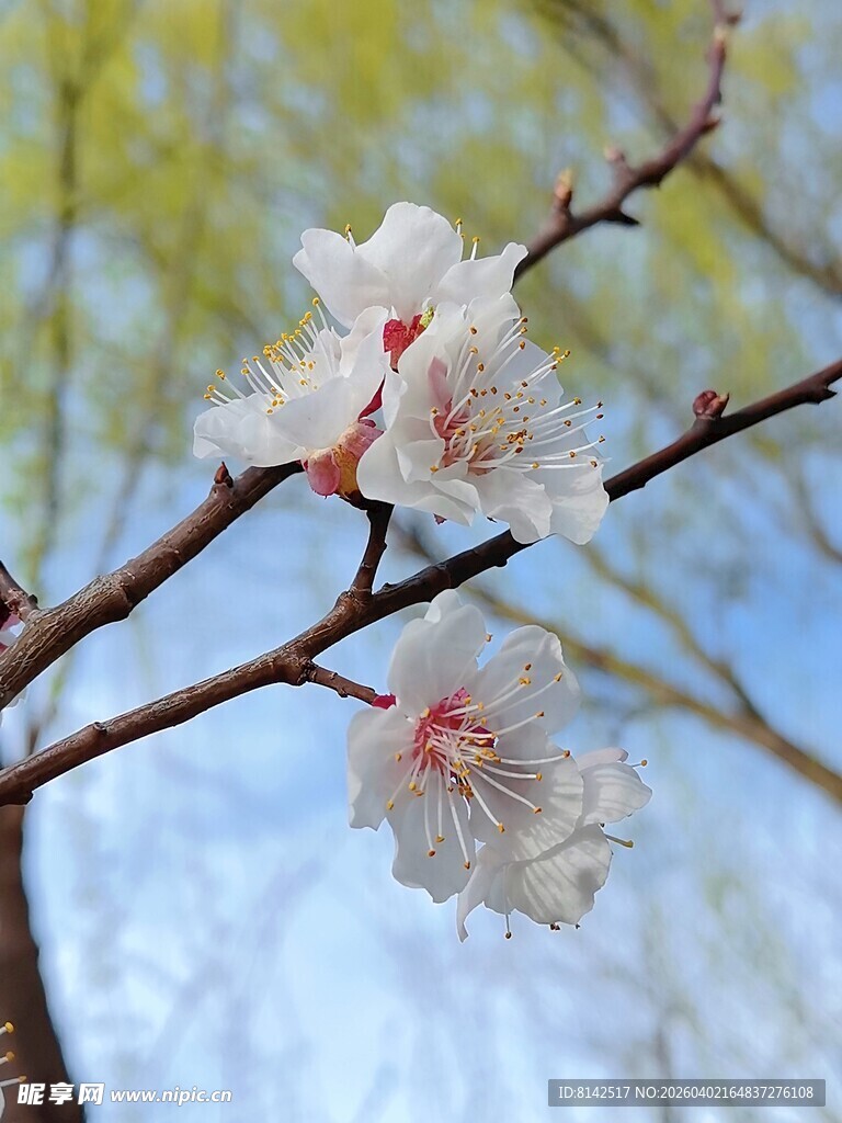 枝头绽放的粉嫩桃花