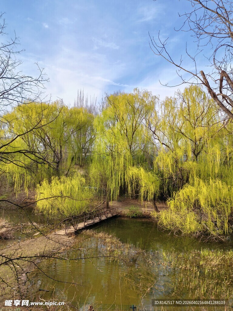 春日河畔垂柳小桥风景图