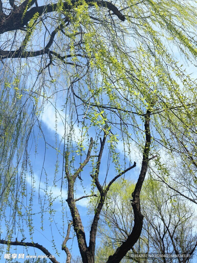 春日垂柳映蓝天