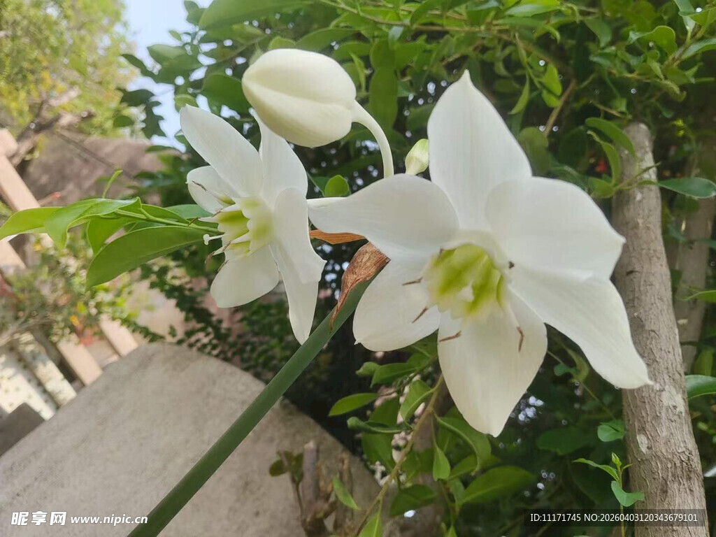 洁白绽放的优雅百合花