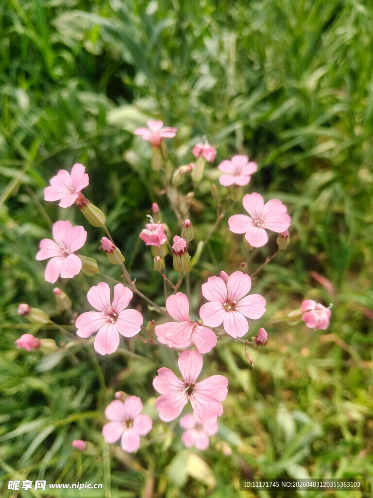 草丛中的粉色小花