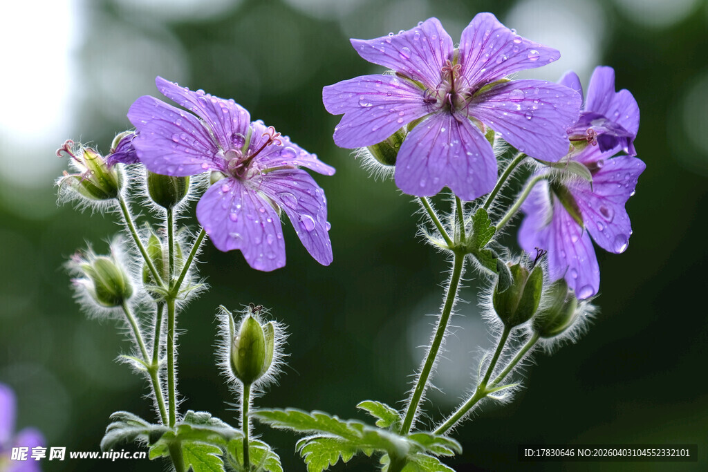 紫色小花绽放生机