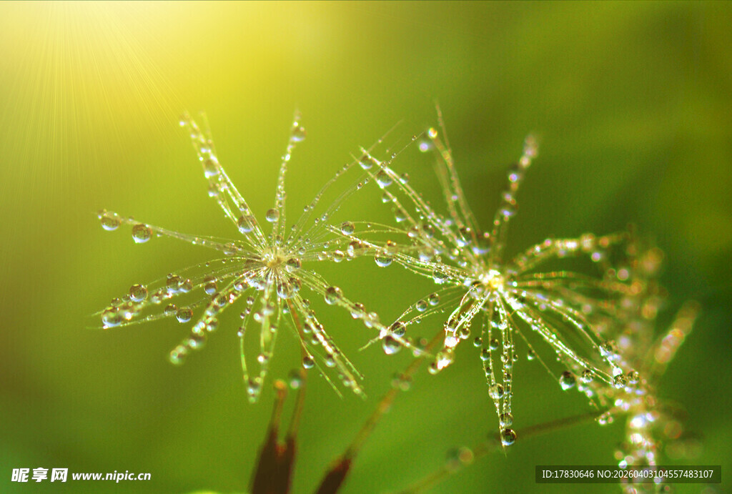 晨露中的蒲公英