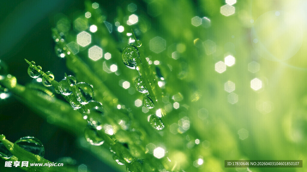 绿叶上晶莹的露珠