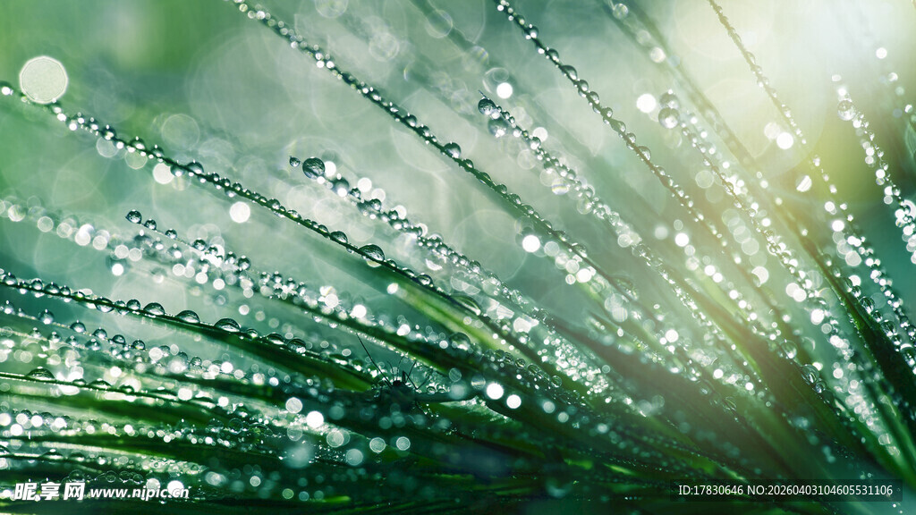 晶莹露珠装点翠绿松针