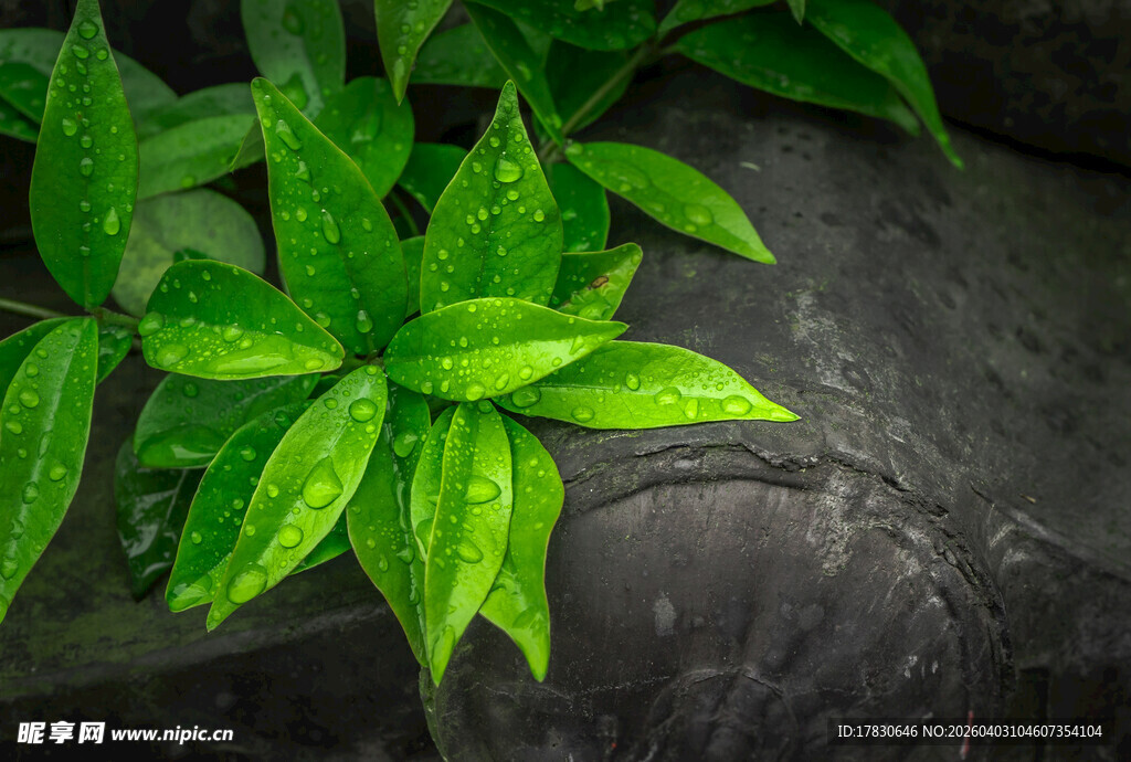 翠绿叶片置于深色背景中