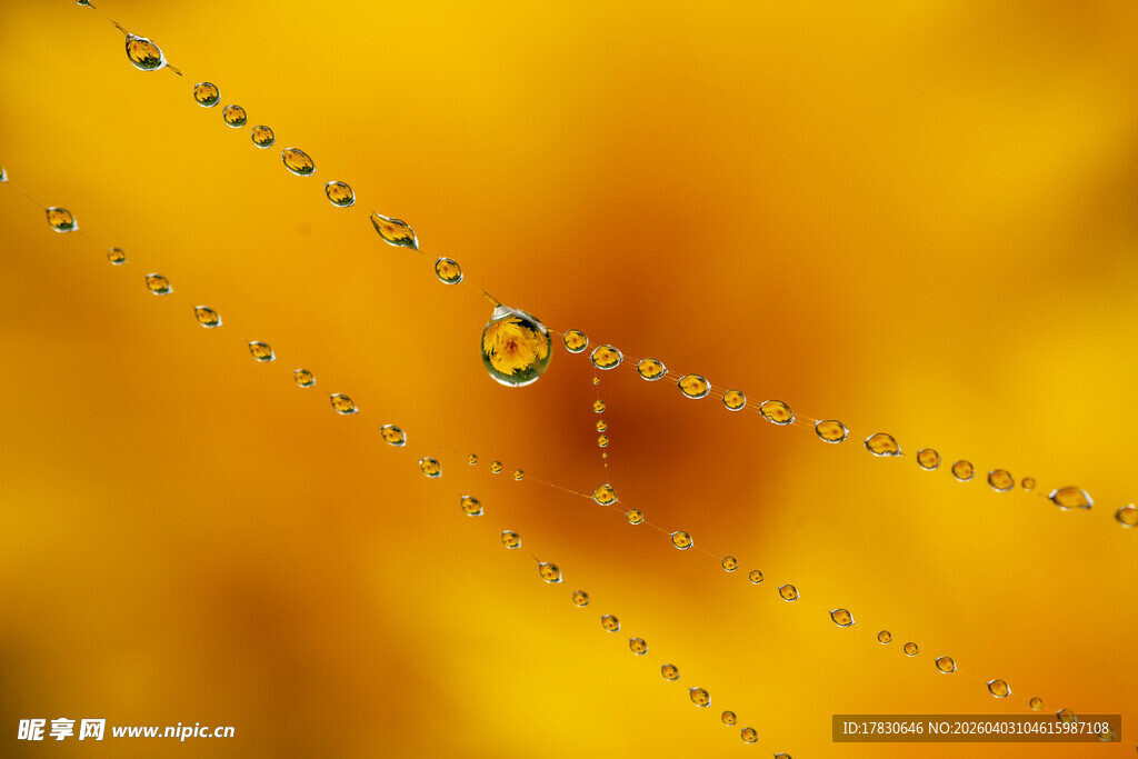 阳光下的露珠蛛网