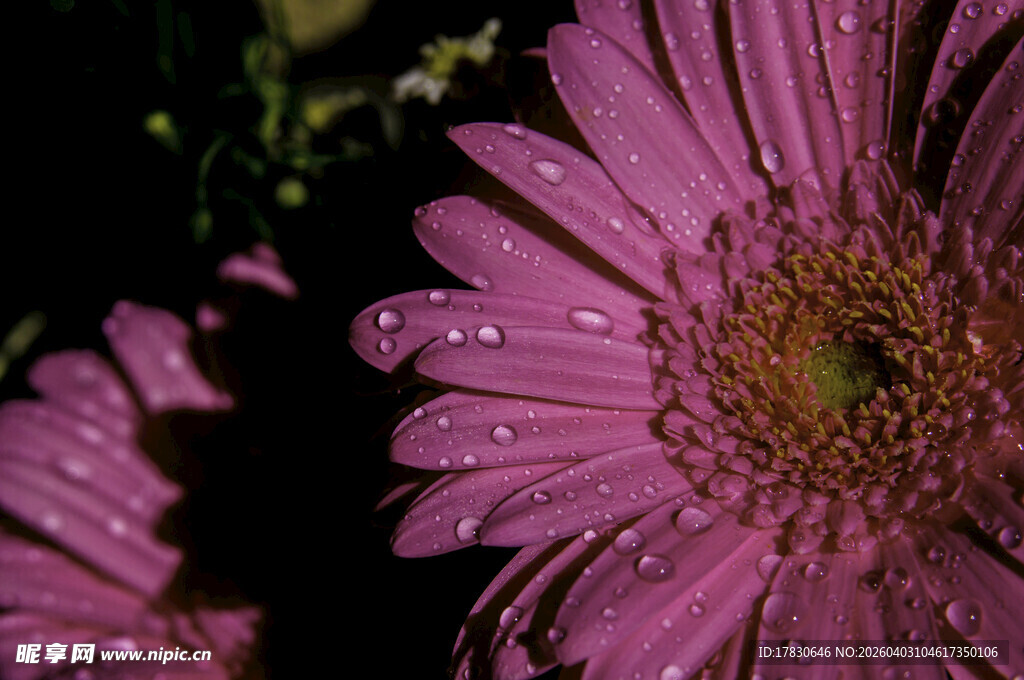 带露珠的紫色非洲菊