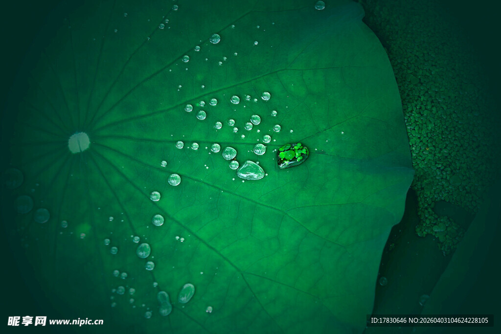 微观世界的绿色梦幻景象