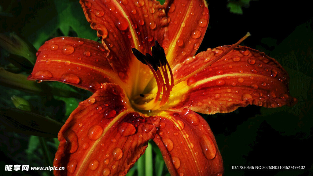 艳丽红色萱草花特写