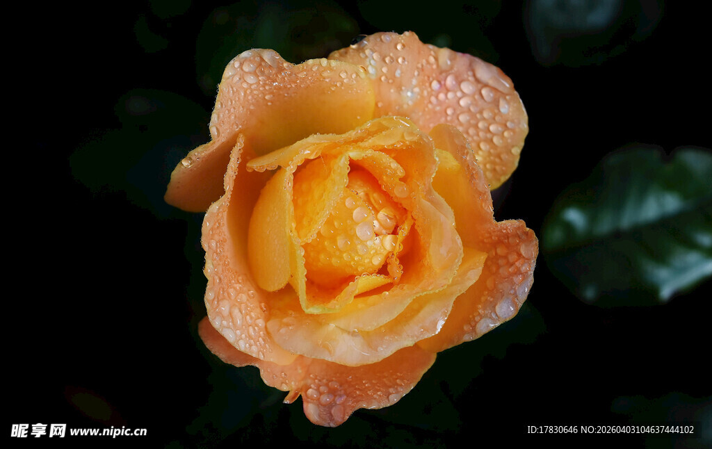 橙色带露玫瑰花