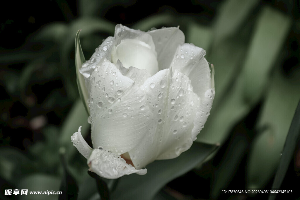 带水珠的白色郁金香