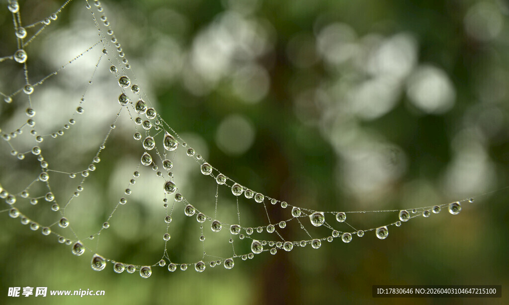 晶莹露珠点缀的蜘蛛网