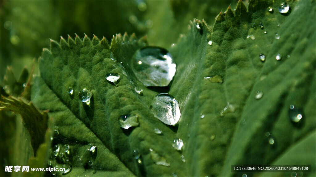 绿叶上晶莹剔透的水珠