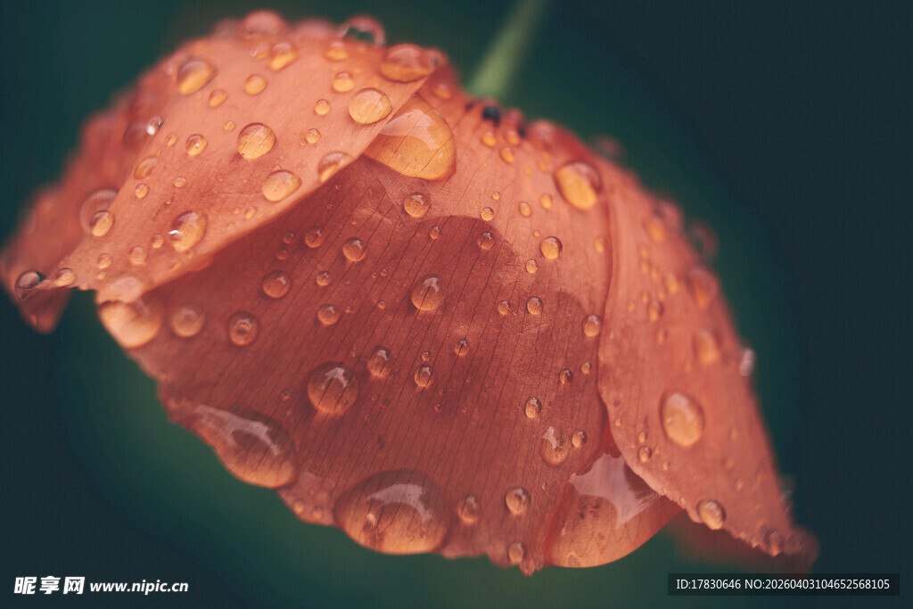 带水珠的娇艳红色花瓣