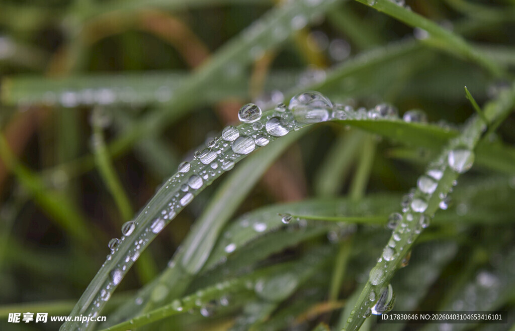 草尖上的晶莹露珠
