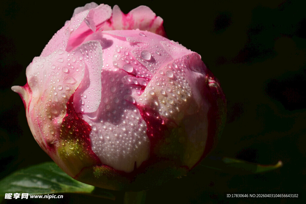 带水珠的娇艳粉色牡丹花