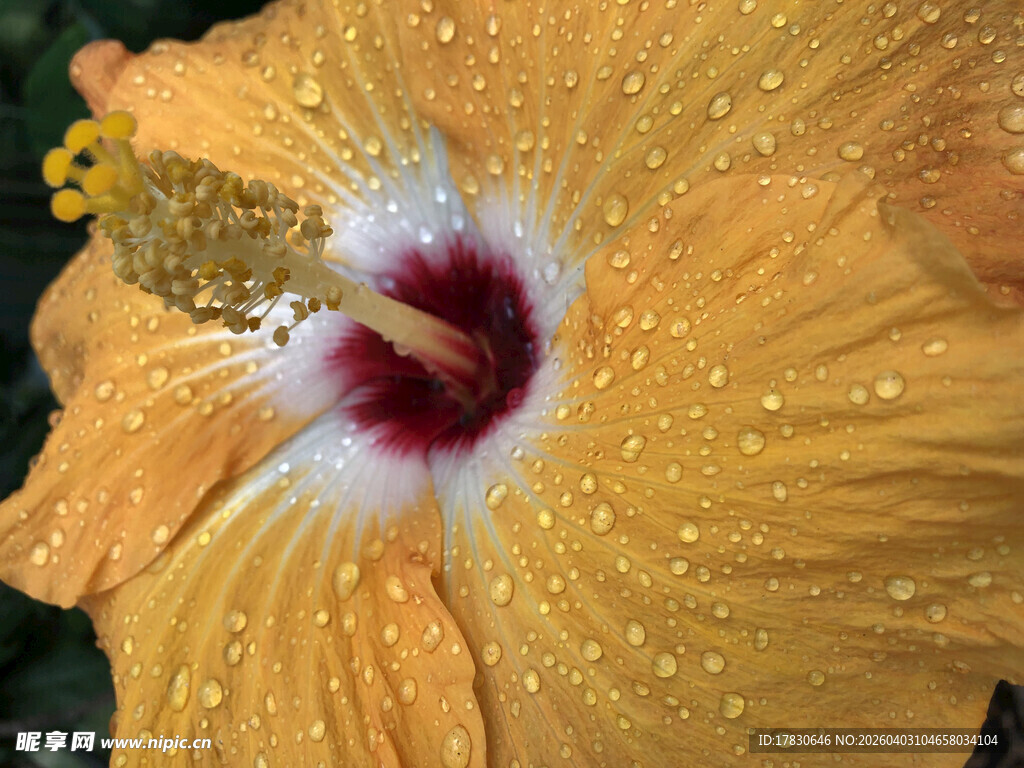 带水珠的黄色木槿花