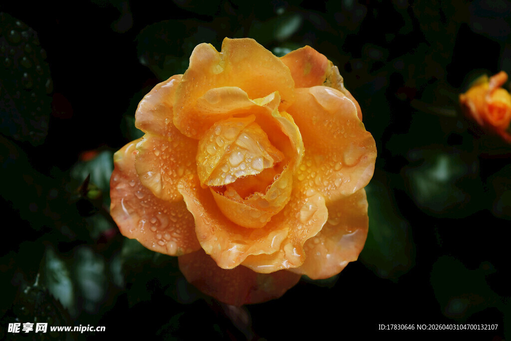 娇艳橙玫瑰带露珠