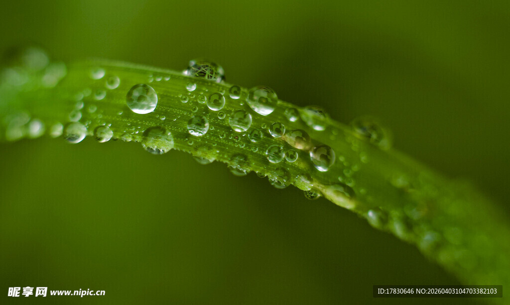草叶上的晶莹露珠