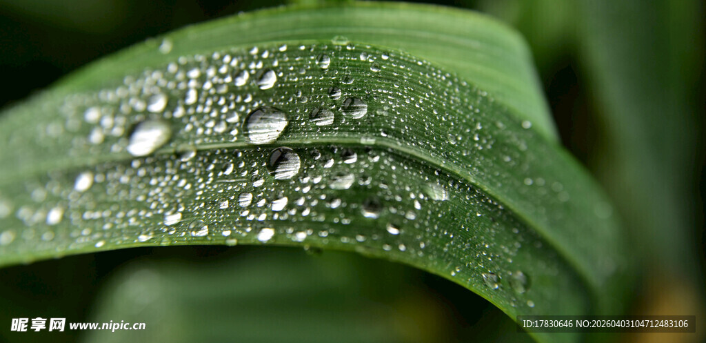 绿叶上晶莹的露珠