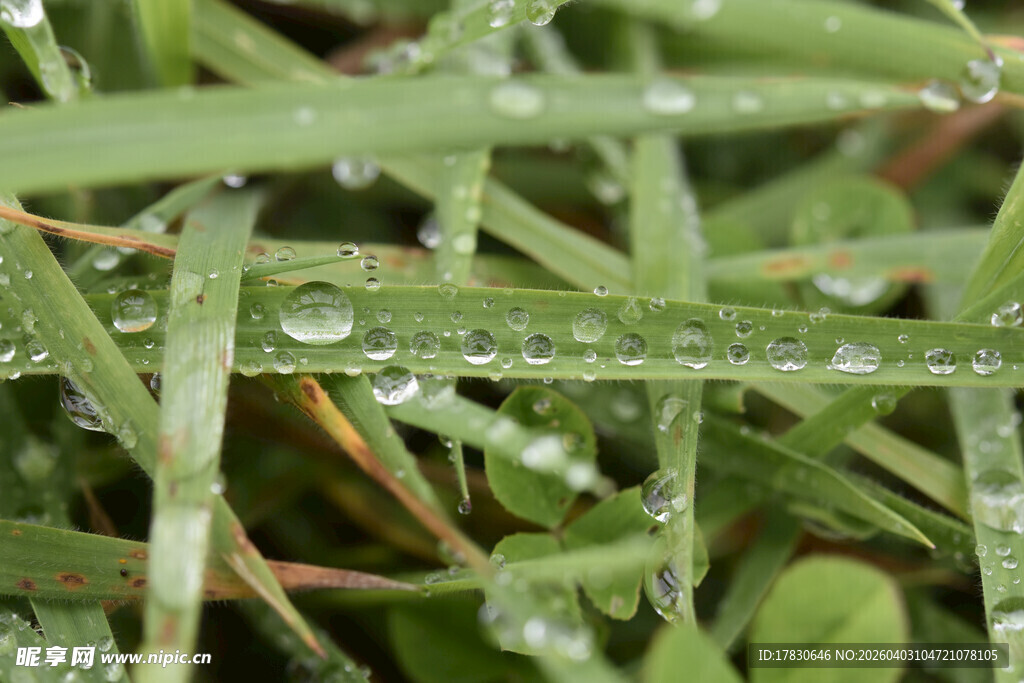 草尖上的晶莹露珠