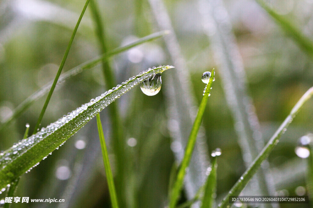 草尖露珠清新自然景致