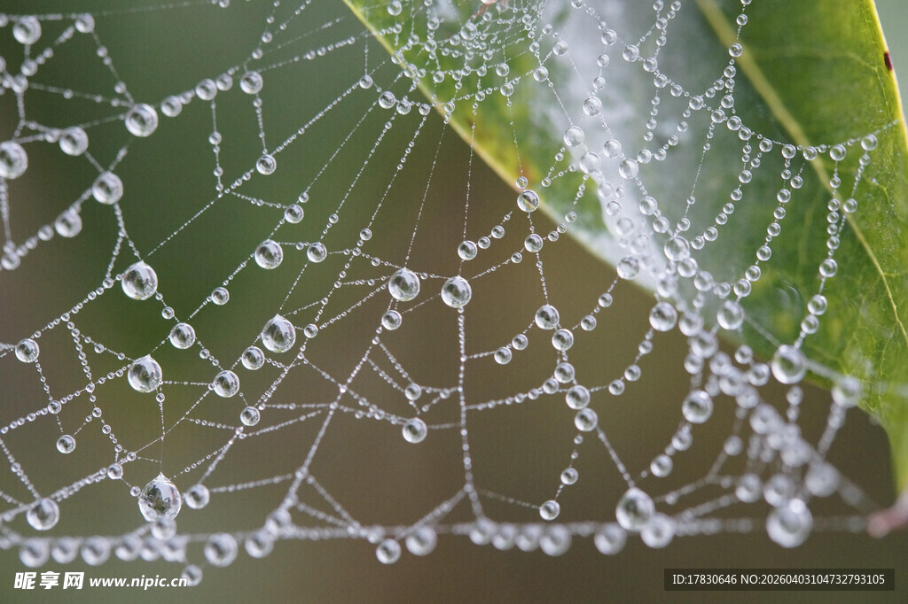 晶莹水珠装点的蜘蛛网