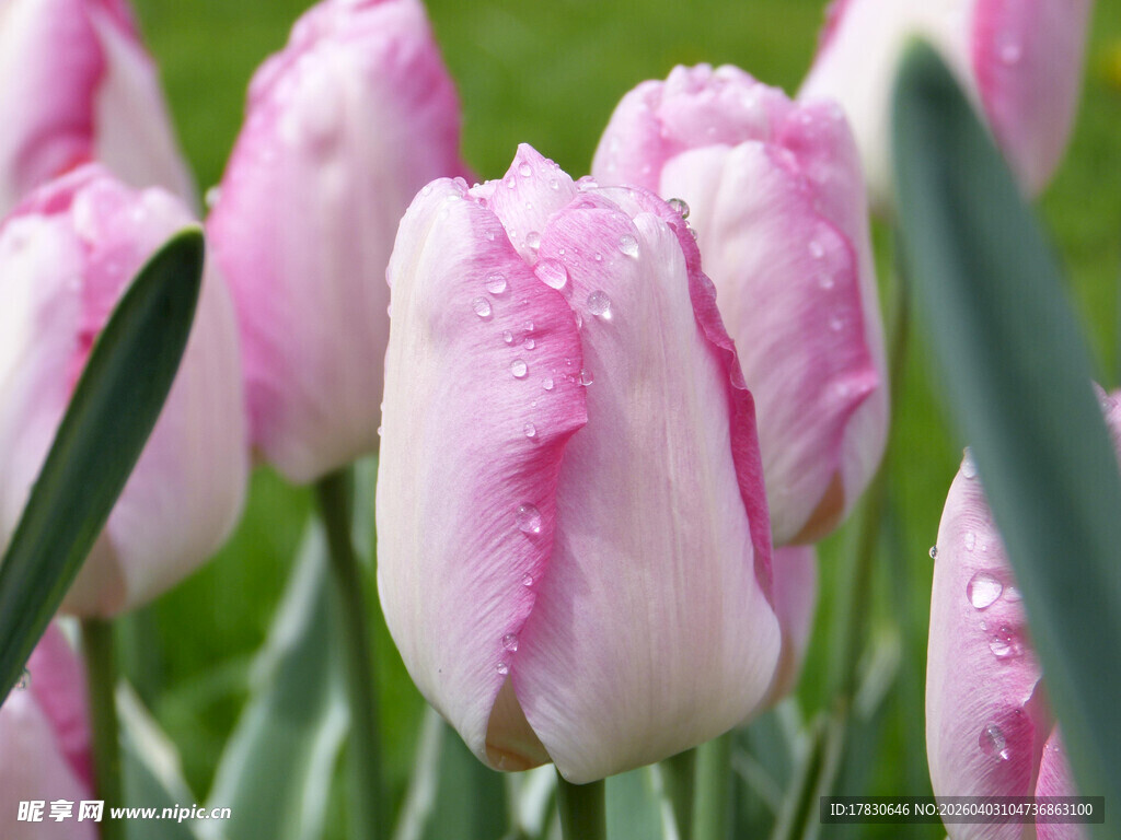 带水珠的粉色郁金香