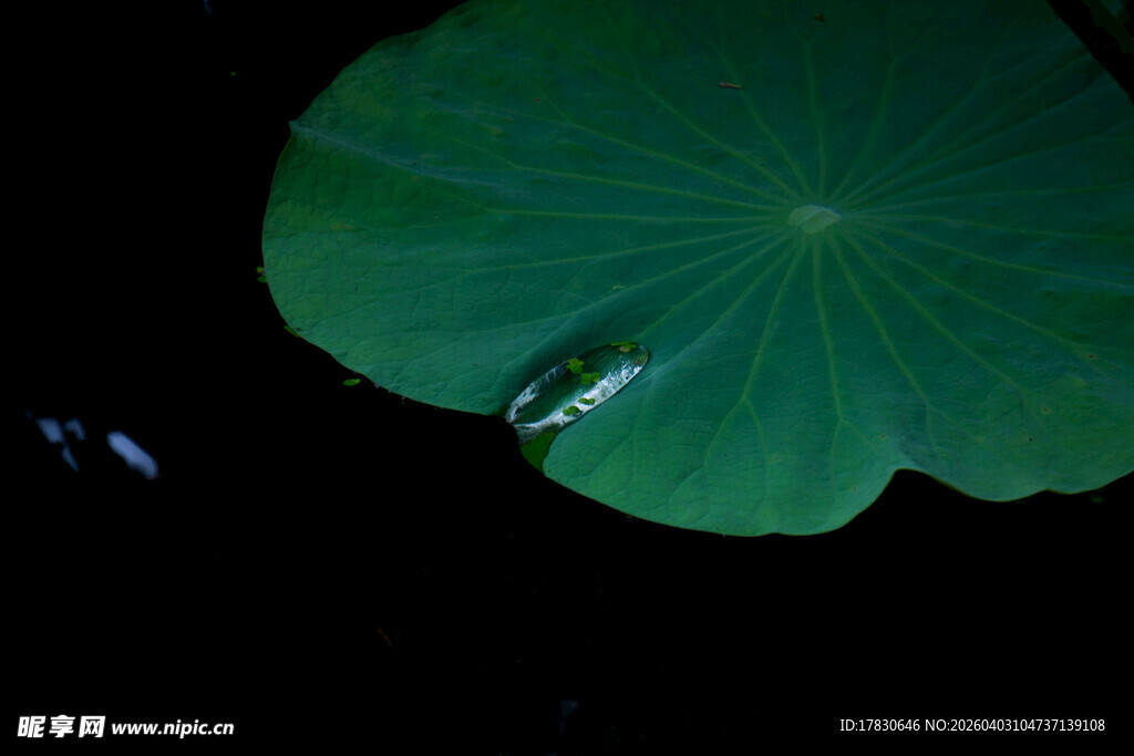 荷叶上的晶莹水珠
