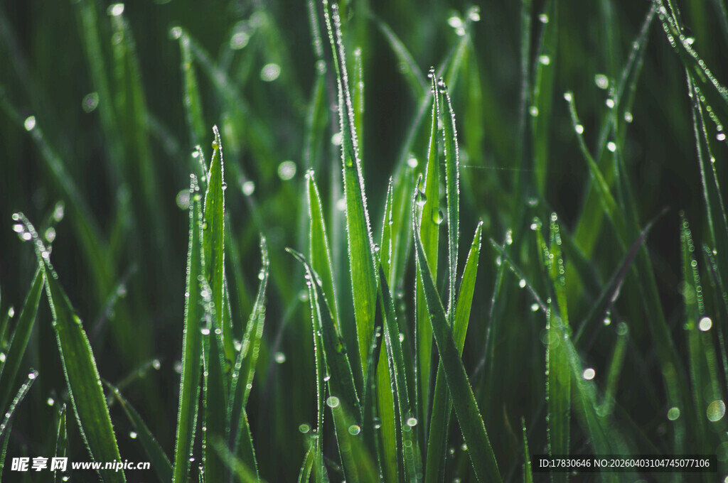 带露珠的嫩绿青草