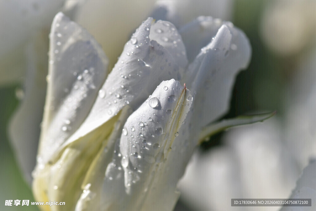 带露珠的白色娇嫩花朵