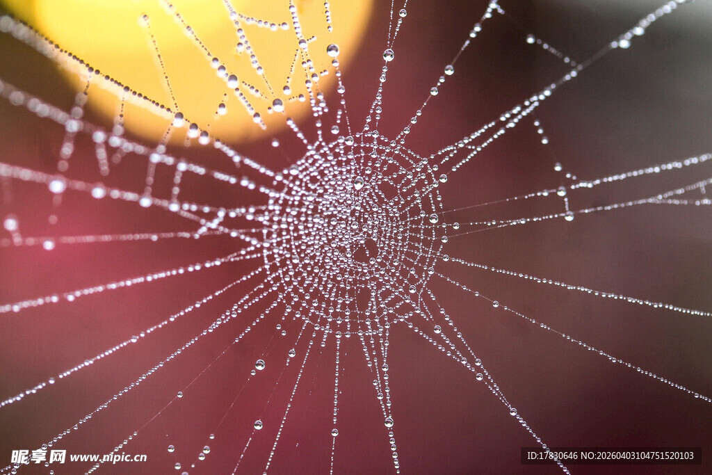 晶莹蛛网光影交织之美