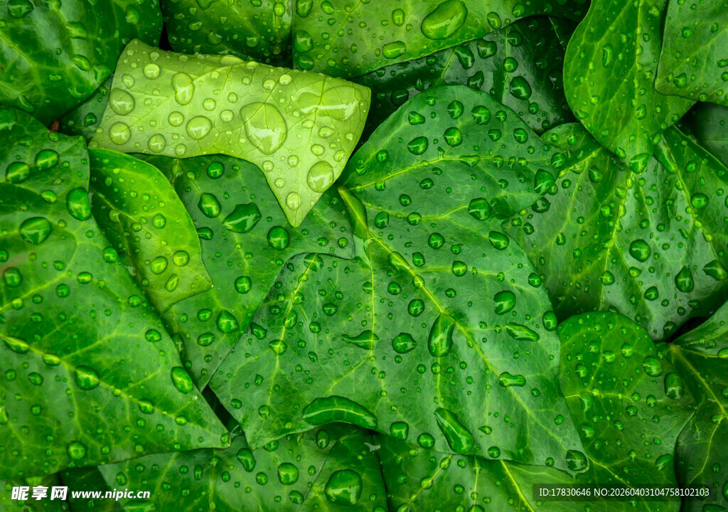 鲜嫩绿叶生机盎然