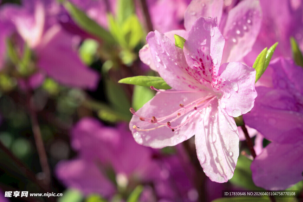 带水珠的娇艳粉色杜鹃花
