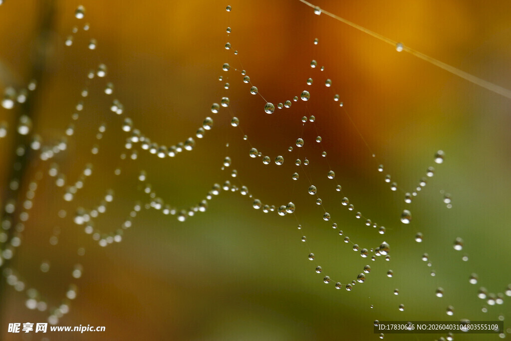 晨露中的梦幻蛛网