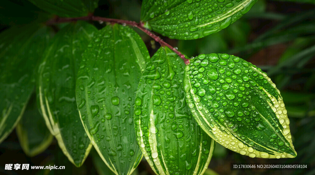 带水珠的翠绿叶片