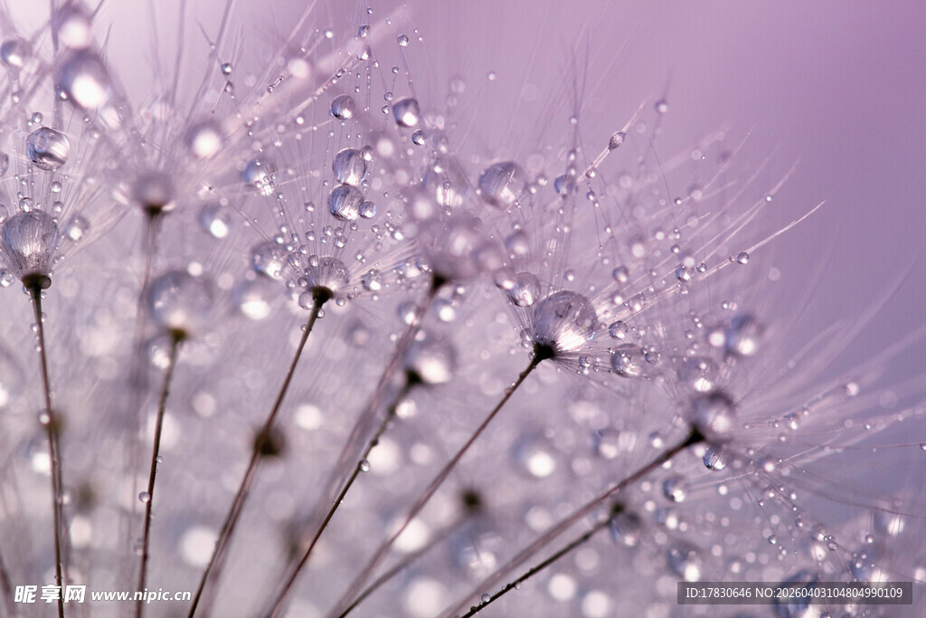 紫蒲公英上晶莹的水珠