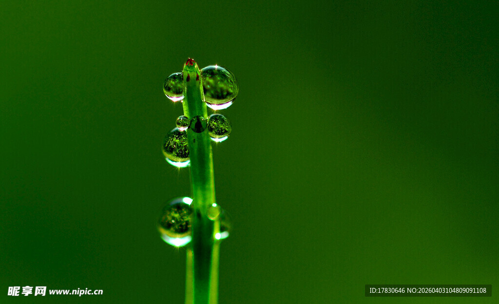 草尖上的晶莹露珠