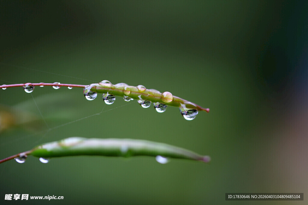 草尖上的晶莹露珠
