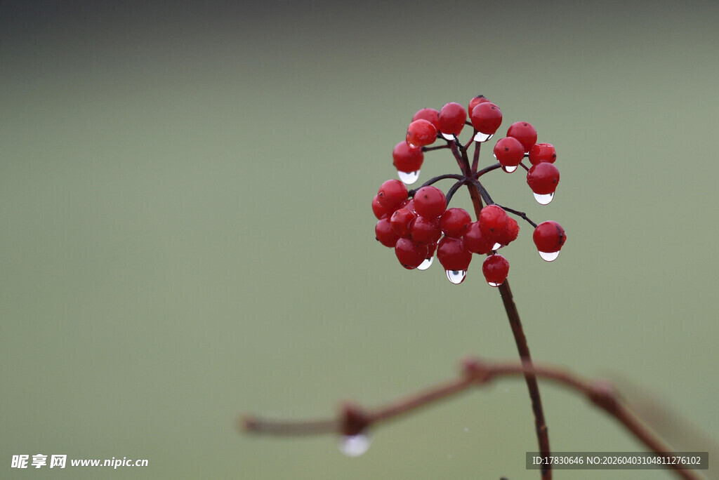 红果带露的精致植物