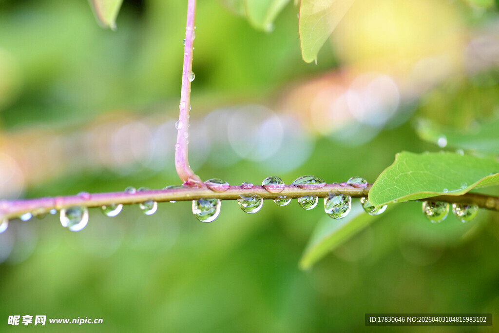 枝头露珠晶莹剔透