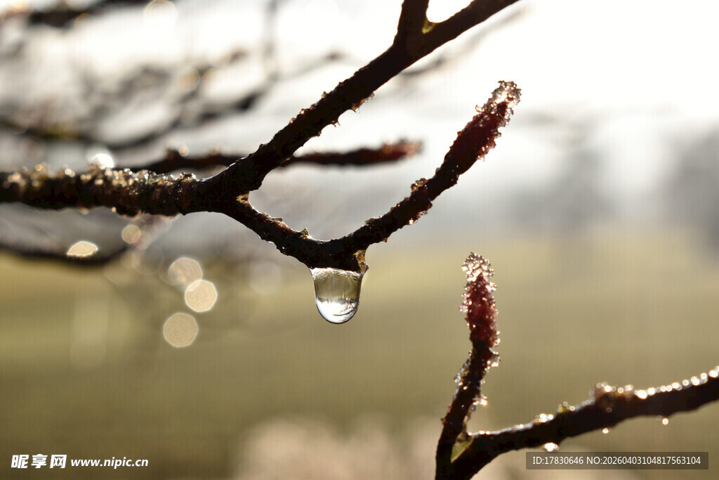 枝头露珠映晨光