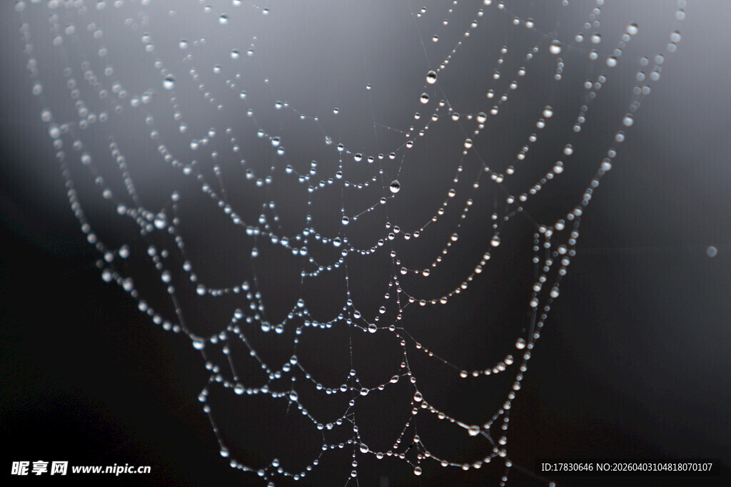 晶莹水珠点缀的蜘蛛网